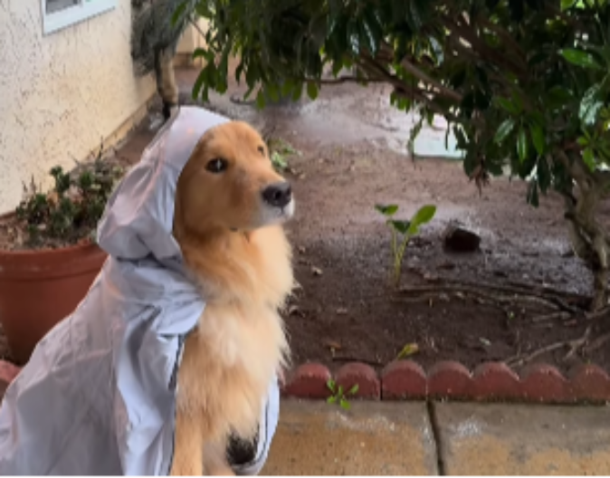 RETRIVER SE NALJUTIO ŠTO NE MOŽE NAPOLJE Za sve krivi vlasnike - video je hit 